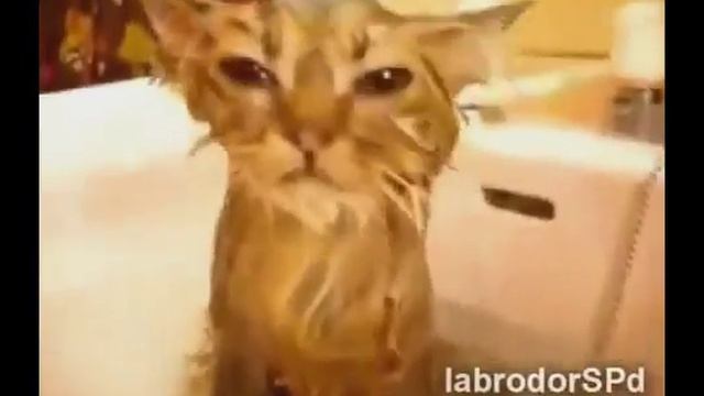 Ммешные животные 2 лайка и слудующее видио смотреть онлайн