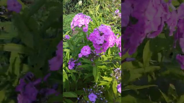 Цветная поляна смотреть онлайн
