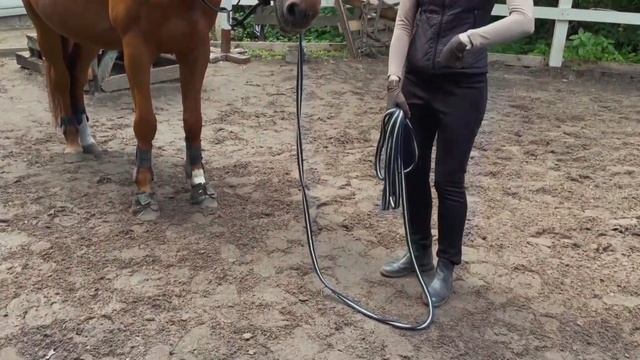 Как гонять лошадь на корде смотреть онлайн
