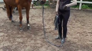 Как гонять лошадь на корде