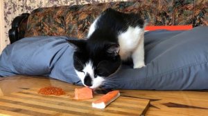 ОБЫЧНАЯ ЕДА ПРОТИВ КОТОВ ЧЕЛЛЕНДЖ! ПРИКОЛЫ с КОТАМИ или ЧТО ВЫБЕРЕТ КОТ Малыш и Кошечка Мурка