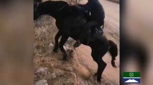 Карачаевская порода лошадей