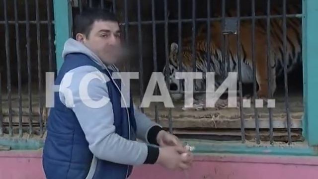 Кочующая камера пыток для животных - передвижной зверинец приехал в Большое Болдино смотреть онлайн