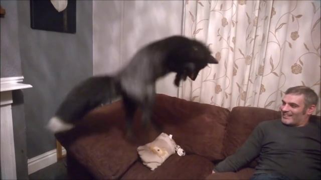 10 причин завести ЛИСУ! Смешные ЛИСЫ! MARY's NEWs смотреть онлайн