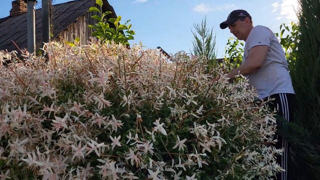 Саджаємо ДЕРЕН ЕЛЕГАНТІССІМА. Огляд на ножиці акумуляторні Klever. Стрижемо вербу. смотреть онлайн