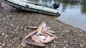 Горная рыбалка, Трофейный Хариус, Ленок на Дальнем Востоке.