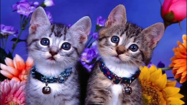 Придя за котенком по указанному адресу, от увиденного у меня отпала челюсть смотреть онлайн