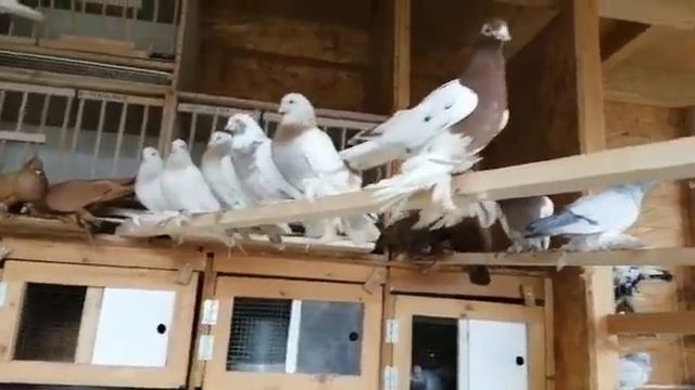 Обзор голубятни с племенными и молодыми голубями. Голубевод Sergej Peters, Germany. Pigeons. смотреть онлайн