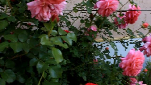 Розы Остина Саммер Сонг ,Кристофер Марлоу и др смотреть онлайн