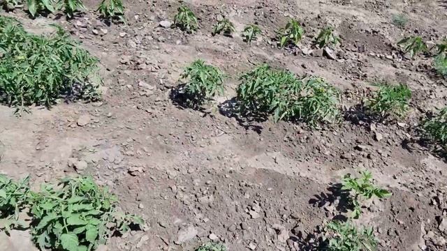 ⚠️Предупредили о вспышках холеры! Все цветет, а картошка сохнет...Клубничное варенье смотреть онлайн