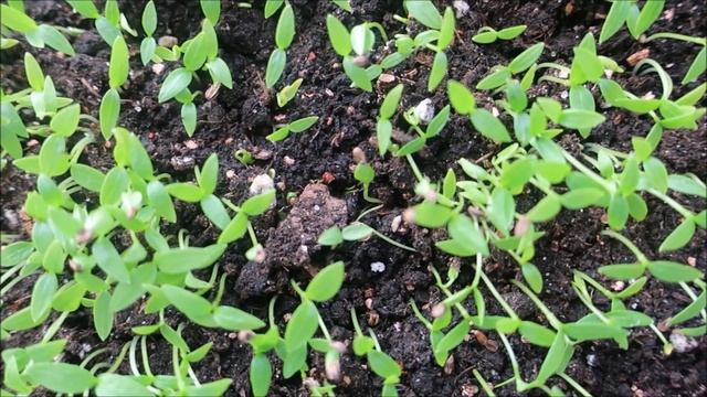 ПЕТРУШКА И СЕЛЬДЕРЕЙ ВЗОЙДУТ В 4 РАЗА БЫСТРЕЕ. ИСПОЛЬЗУЙТЕ ЭТОТ СПОСОБ!! смотреть онлайн