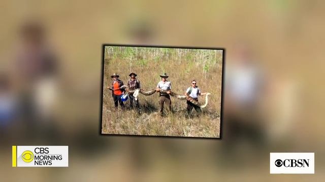 Massive python found in Florida wildlife preserve смотреть онлайн