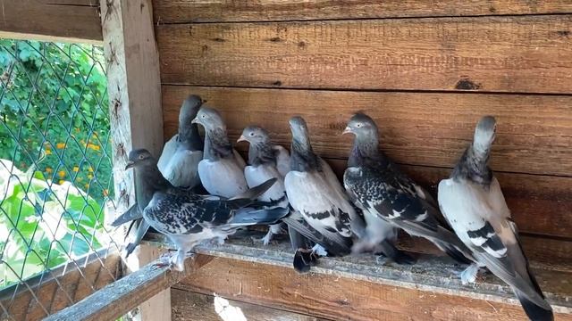 Что делаю не Так? Голуби не Показывают результат? смотреть онлайн