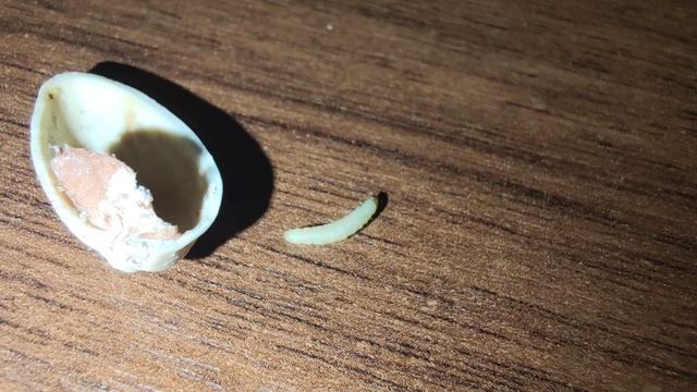 Червяки в фисташках из Пятерочки. смотреть онлайн