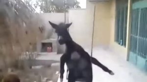 Родина Кавказ, там в горах высоких я барашков пас.