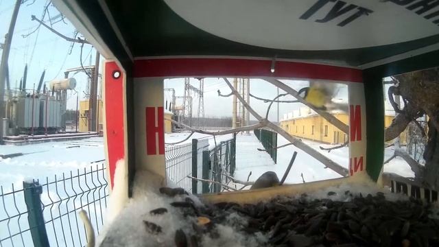 Синички. Годівничка смотреть онлайн