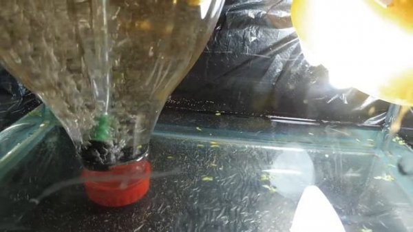 ВЫВЕДЕНИЕ АРТЕМИИ ИЗ ЯИЦ  (Artemia salina) - 2 РАЗНЫХ СПОСОБА ( МАРИ МИСТИК )