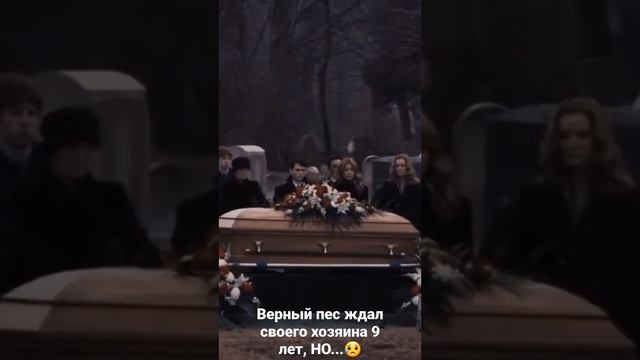 Хатико ждал хозяина 9 лет, НО... #собакадругчеловека #грустныймомент #хатико #интересно смотреть онлайн