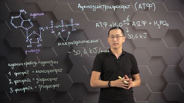 Строение и функции аденозинтрифосфорной кислоты (АТФ).10 класс. смотреть онлайн