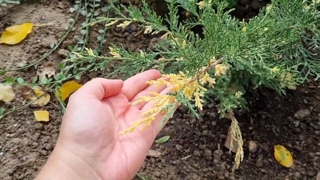 На даче у родителей| Хвойные новинки| Очитки и седум смотреть онлайн