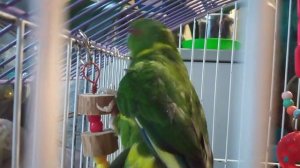 Как поёт КАКАРИК, какие звуки издаёт. Как кушает с рук КАКАРИК Кари.