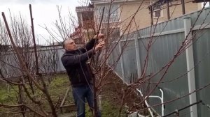 Весенняя обрезка персика. Принципы,виды,сроки обрезки. Peach pruning.