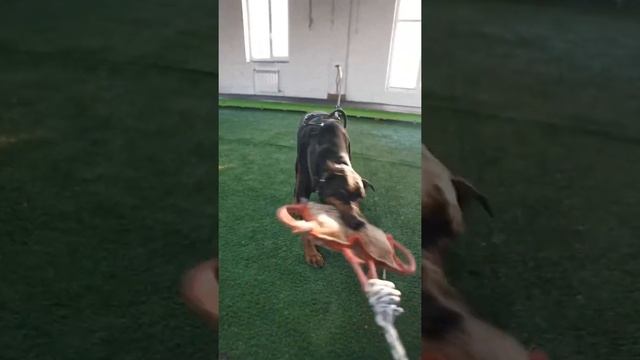 Доберман vs Прайтер смотреть онлайн