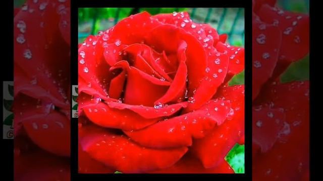 Нонна для тебя смотреть онлайн