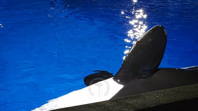 Orca Presentation 4K (À Noite) (Inside Look) (Show Completo) SeaWorld Orlando - 13 JAN 2024 смотреть онлайн
