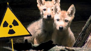 Живое наследие Чернобыля. Полесский радиационно-экологический заповедник | Все как у людей
