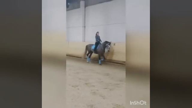 Орловский жеребец 4года,173+в холке,продается смотреть онлайн