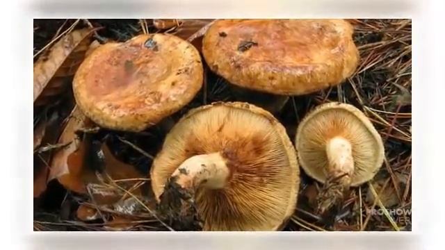 ГРИБЫ СВИНУШКИ смотреть онлайн