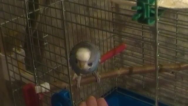 Приручение волнистого попугайчика. Часть 2.1. смотреть онлайн