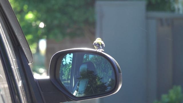 Unusual Goldfinch & Mirror. Необычный щегол и зеркало (2494sp) смотреть онлайн