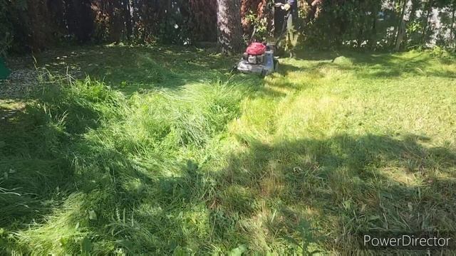 NIGHTMARE YARD(2ND),GOT FREE TRANSFORMATION PART 1 #lawncare #lawnmowing #grasscutting #mowing #law