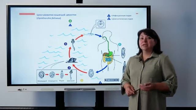 Цикл развития плоских паразитических червей смотреть онлайн