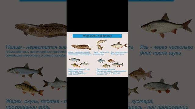 Нерест рыбы когда #рыбалка #топ #рекомендации #лайк смотреть онлайн