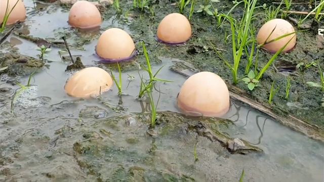 как вырастить из яйца рыбу смотреть онлайн