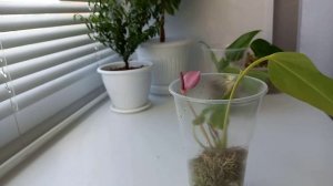 Антуриум/ ПОСАДКА в мох/ ТЕПЕРЬ БУДЕТ ТОЛЬКО ТАКАЯ ПОСАДКА