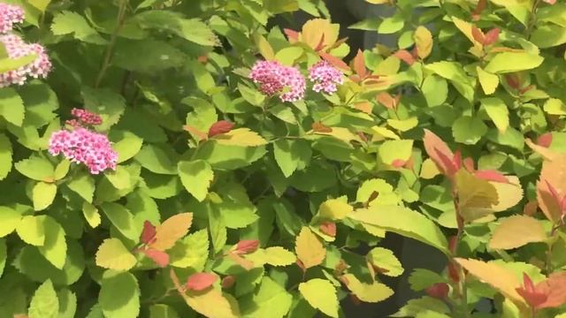 Spiraea Double Play® Big Bang™