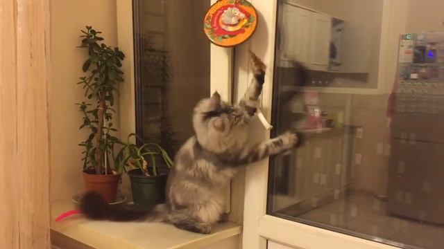 Мейн Кун Шэри играет ))) смотреть онлайн