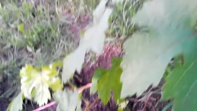 Виноград КЕША (Талисман) поэтапное развитие куста 12.07.2014 смотреть онлайн