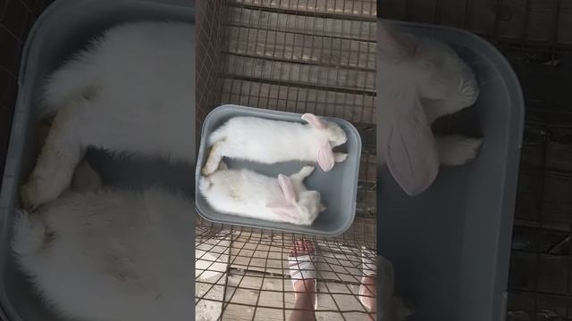 Кролики. Можно ли купать кроликов. Ванна для крольчат. смотреть онлайн