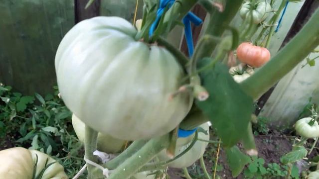 томат козуля 126 смотреть онлайн