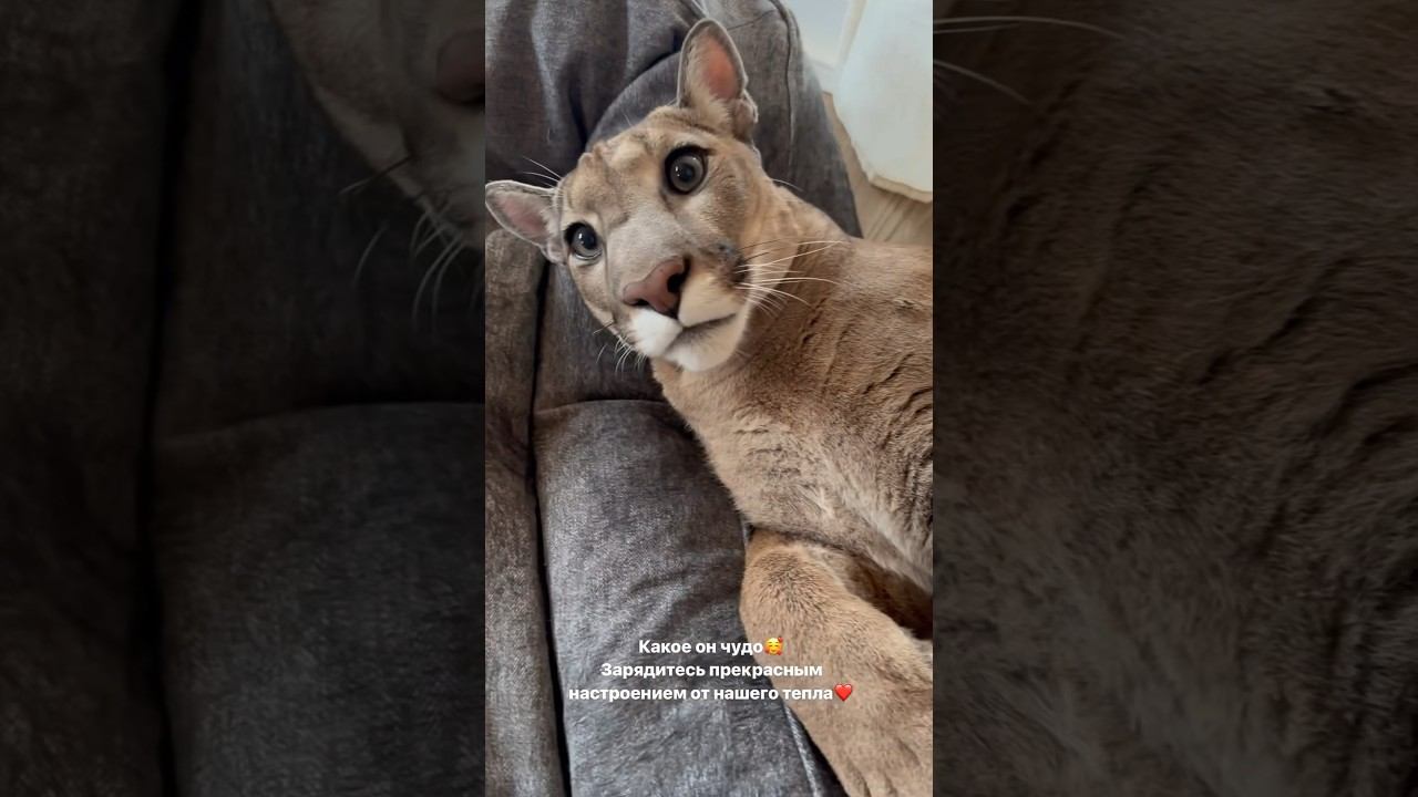 Cutest Messi❤️ смотреть онлайн