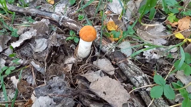 Подосиновики собираю в лесу ??? смотреть онлайн