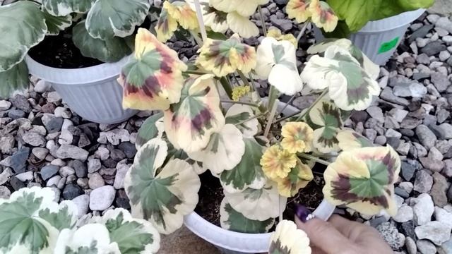 #87.Моя коллекция пестролистных пеларгоний! смотреть онлайн