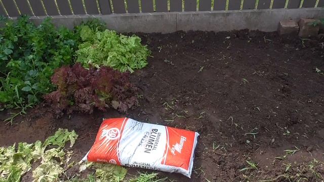 Salat und Dill kann man ganzen Sommer aussäen Süße Kirschen und Dill einfrieren смотреть онлайн