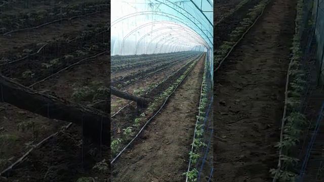 Для полива томатов каналом.Свежий коровяк и птичий помёт. смотреть онлайн