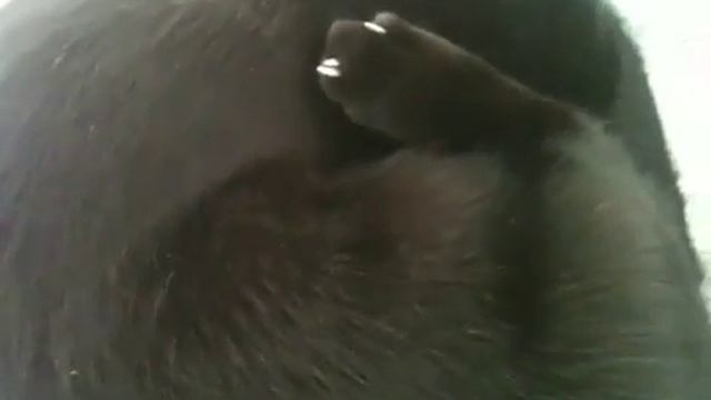 Как рожают кошки. смотреть онлайн